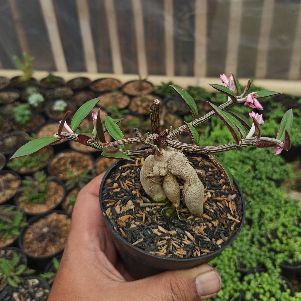 332. Monadenium Rubellum - Image 5