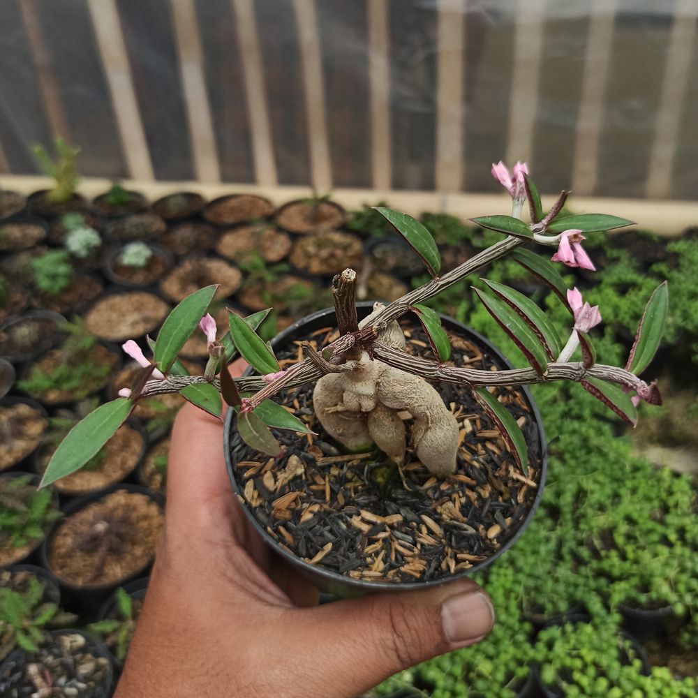 332. Monadenium Rubellum - Image 4