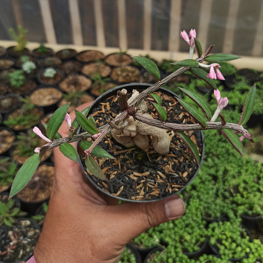 332. Monadenium Rubellum - Image 6