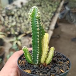 Alternative view of 333. Acanthocereus Tetragonus ‘Fairy Castles’ – Fairy Castle Cactus Variegated