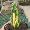 333. Acanthocereus Tetragonus ‘Fairy Castles’ – Fairy Castle Cactus Variegated