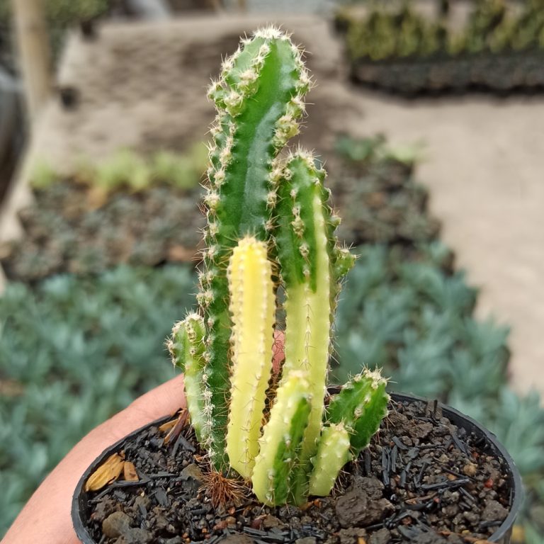 333. Acanthocereus Tetragonus ‘Fairy Castles’ – Fairy Castle Cactus Variegated
