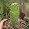 334. Opuntia Erinacea Var. Ursina 'Hairy Old Man'