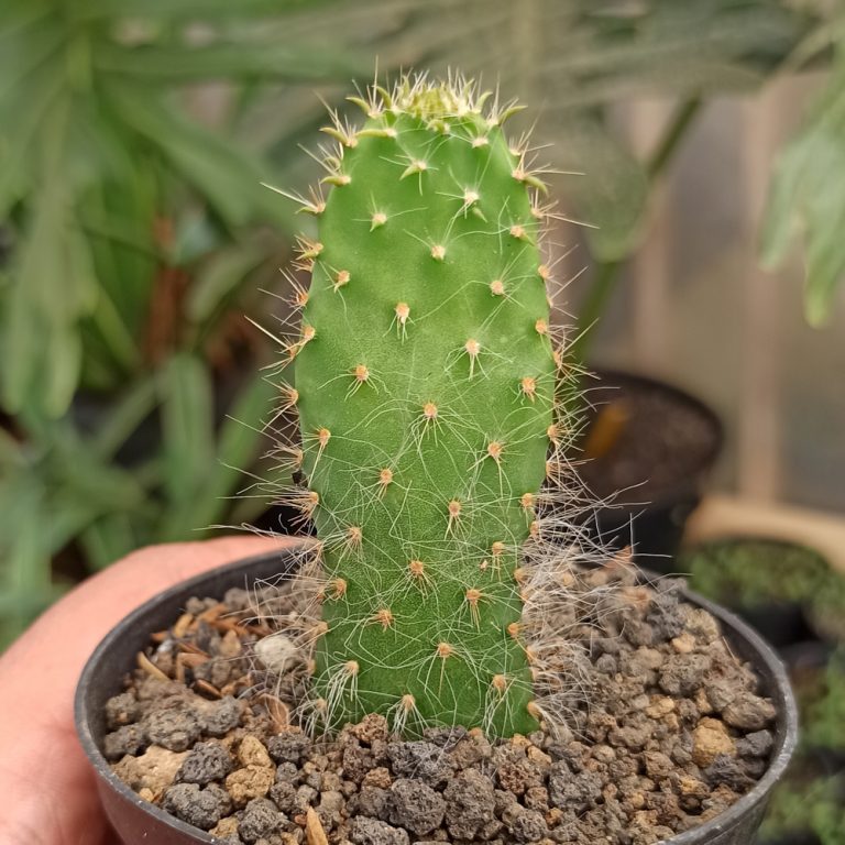 334. Opuntia Erinacea Var. Ursina 'Hairy Old Man'