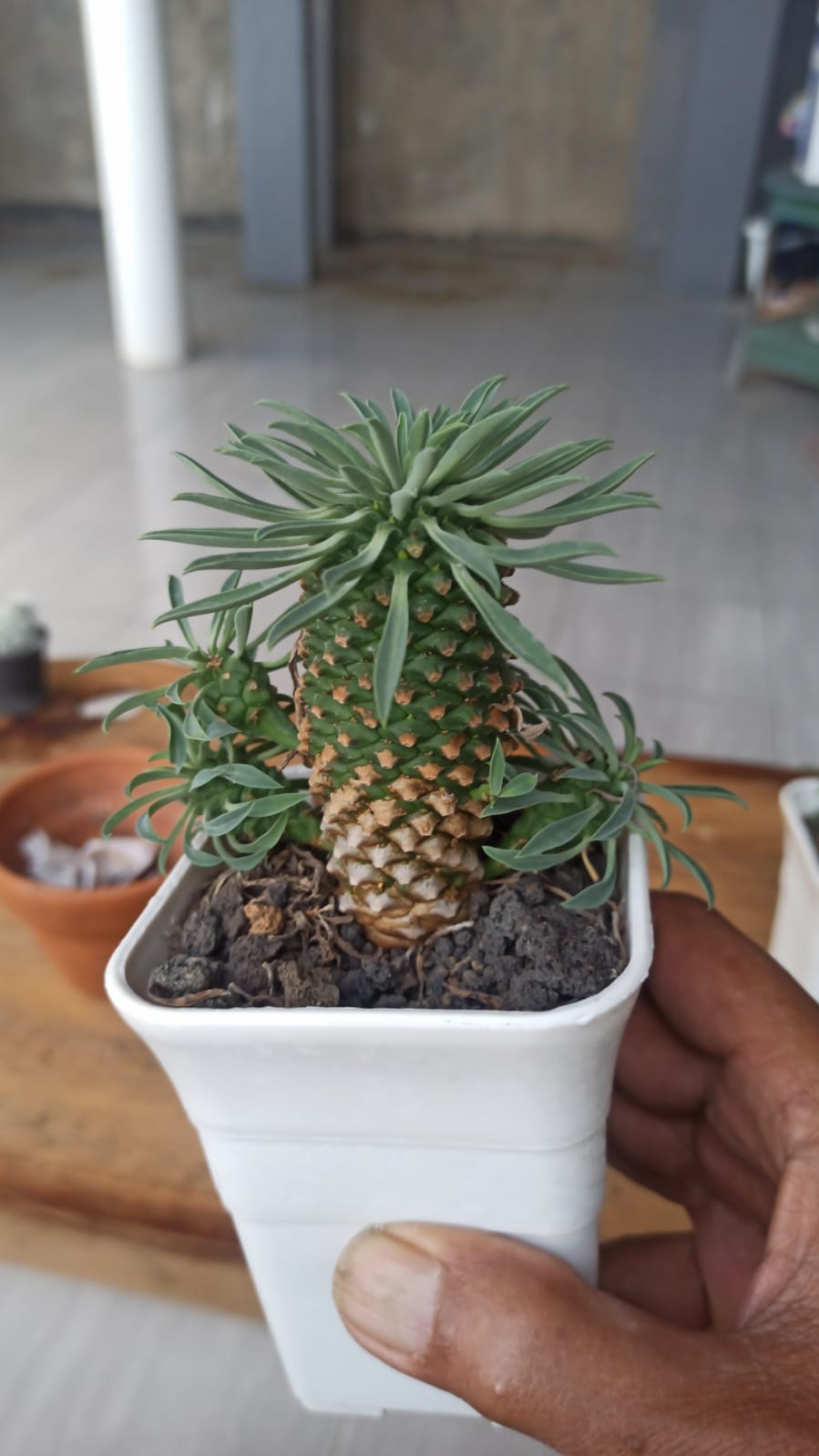 335. Euphorbia Kirin - Image 12