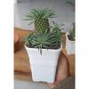335. Euphorbia Kirin