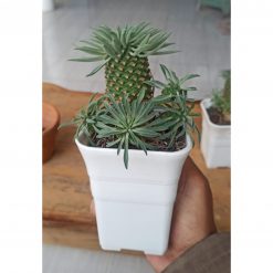 335. Euphorbia Kirin