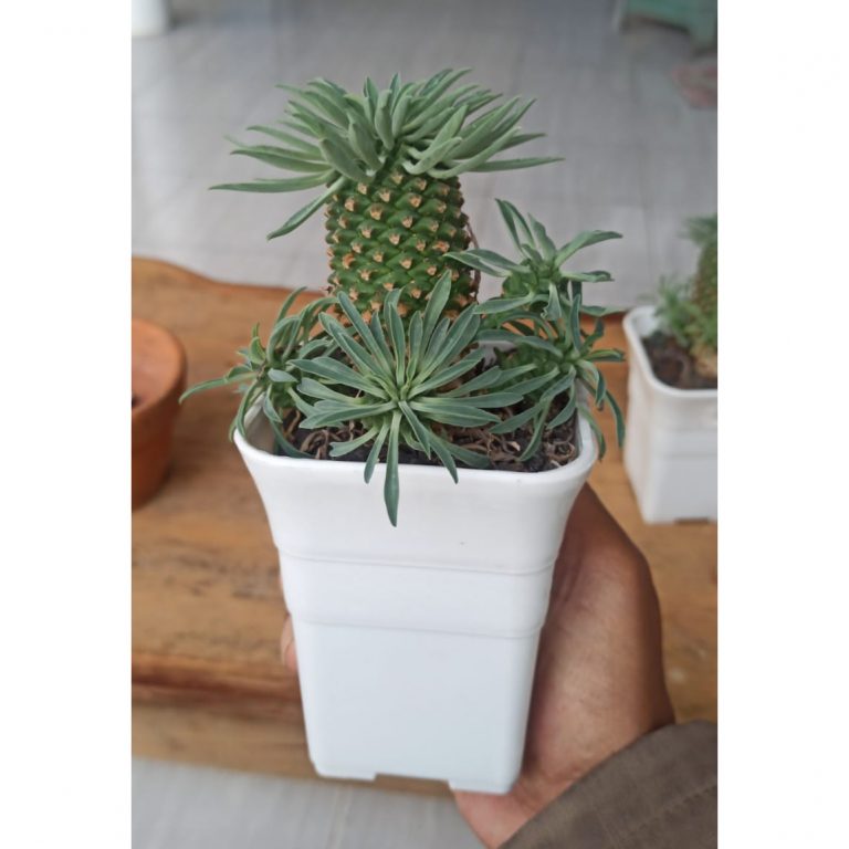 335. Euphorbia Kirin