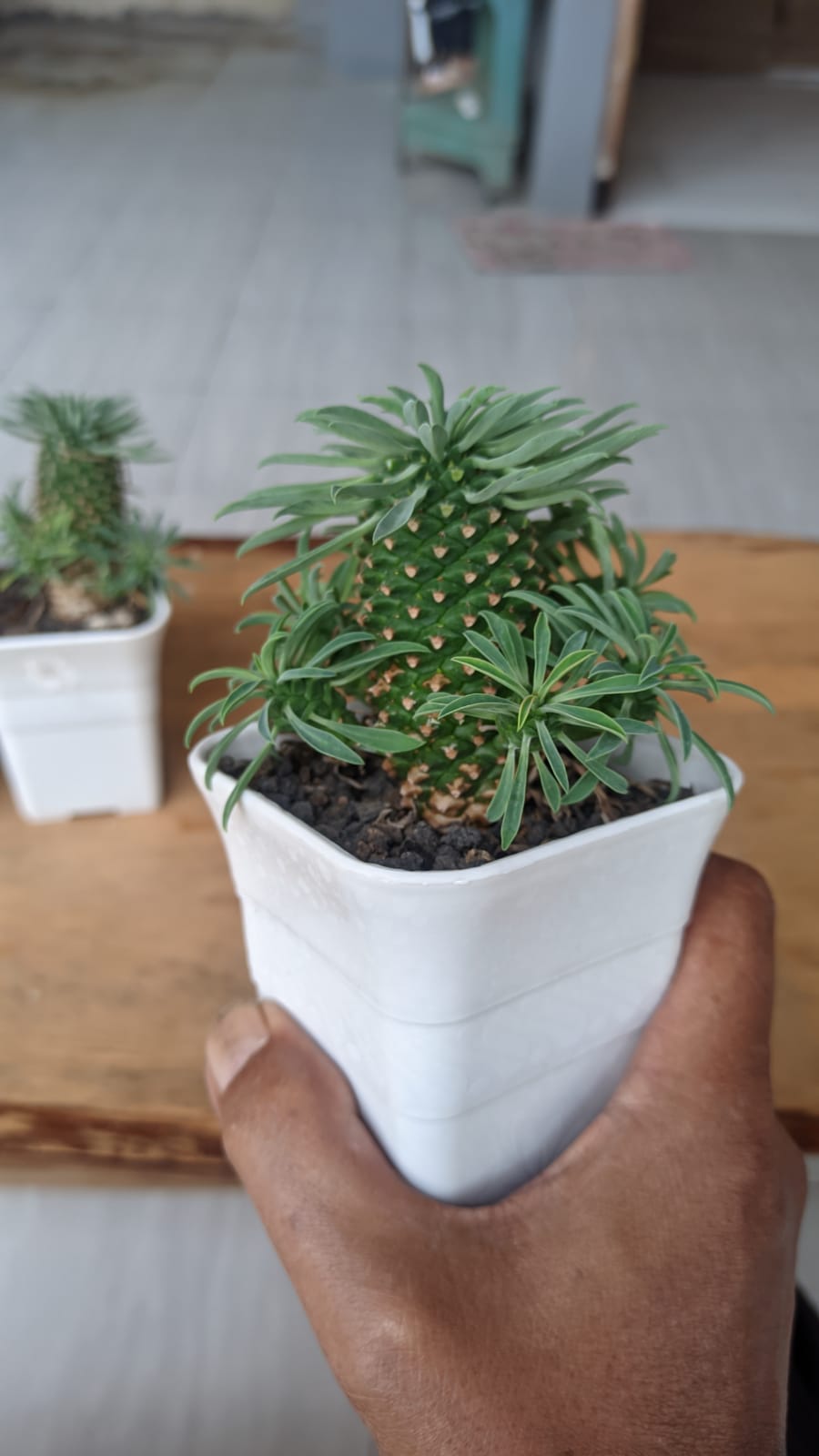 335. Euphorbia Kirin - Image 7