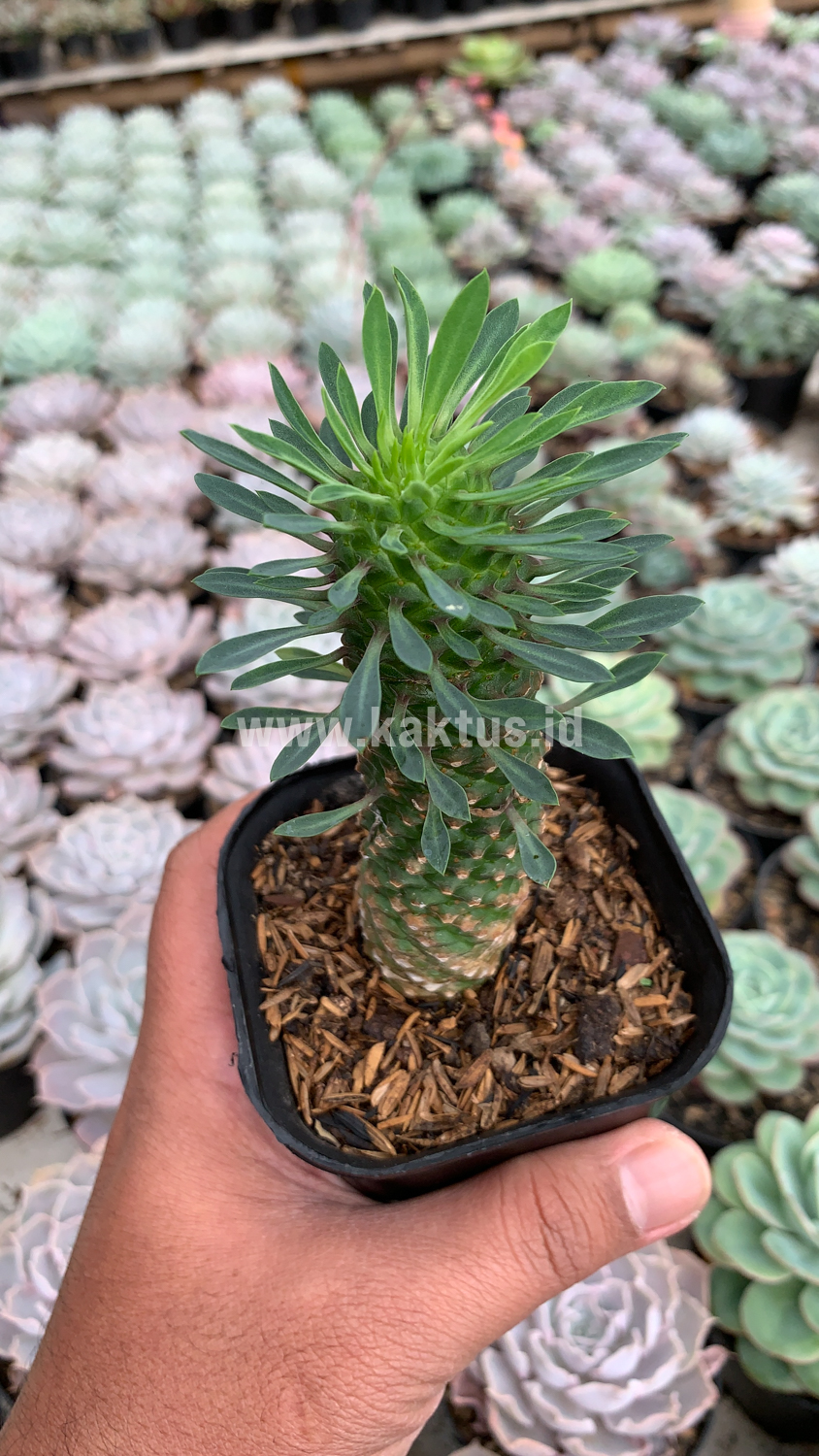 335. Euphorbia Kirin - Image 8