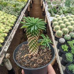 Alternative view of 335. Euphorbia Kirin