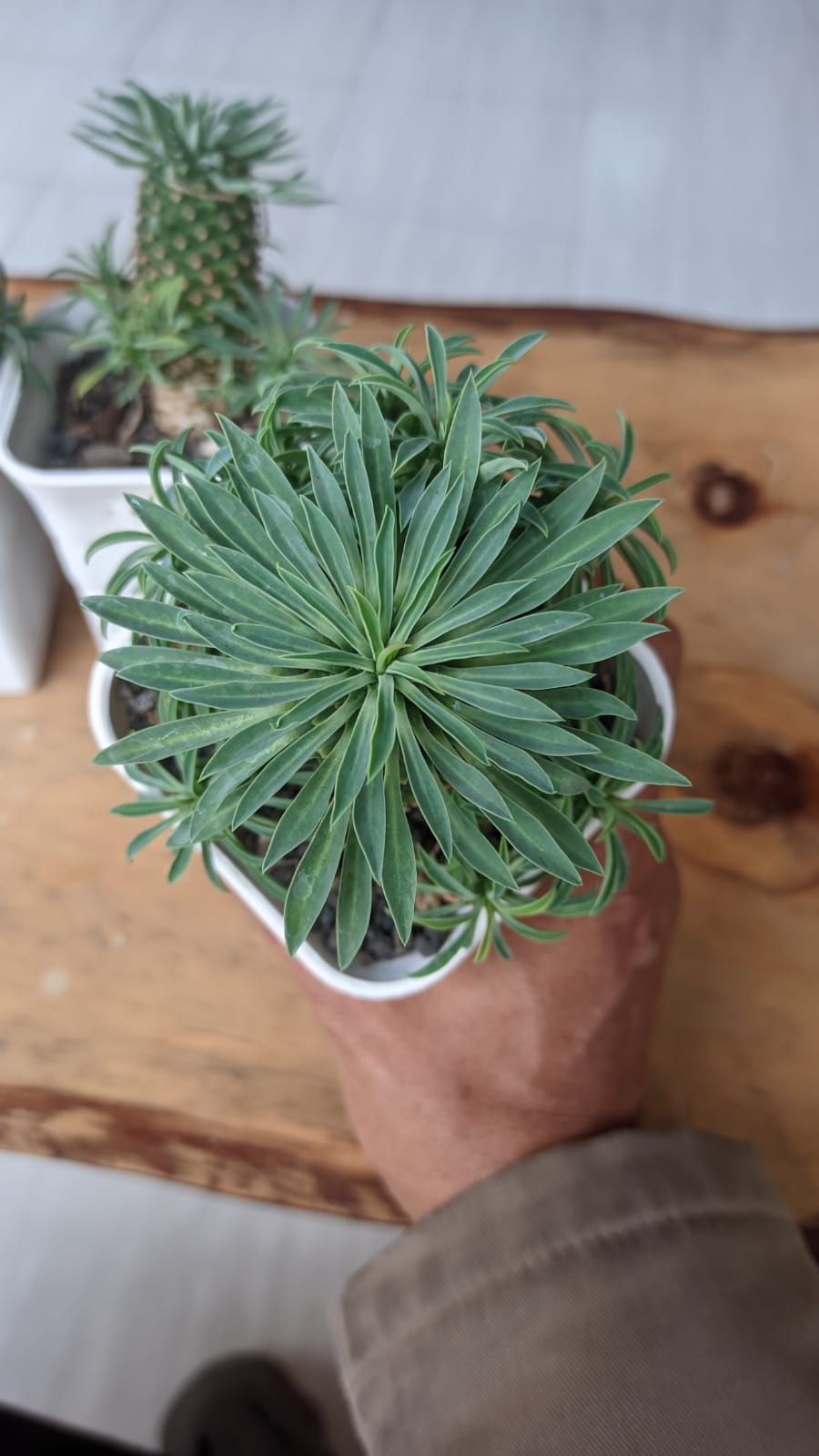 335. Euphorbia Kirin - Image 3