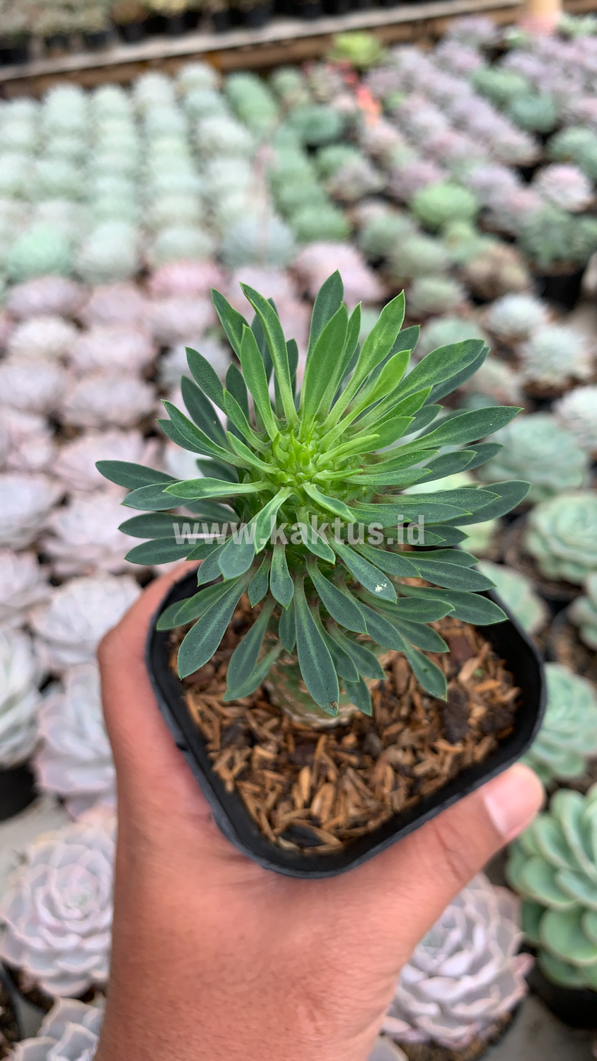 335. Euphorbia Kirin - Image 6