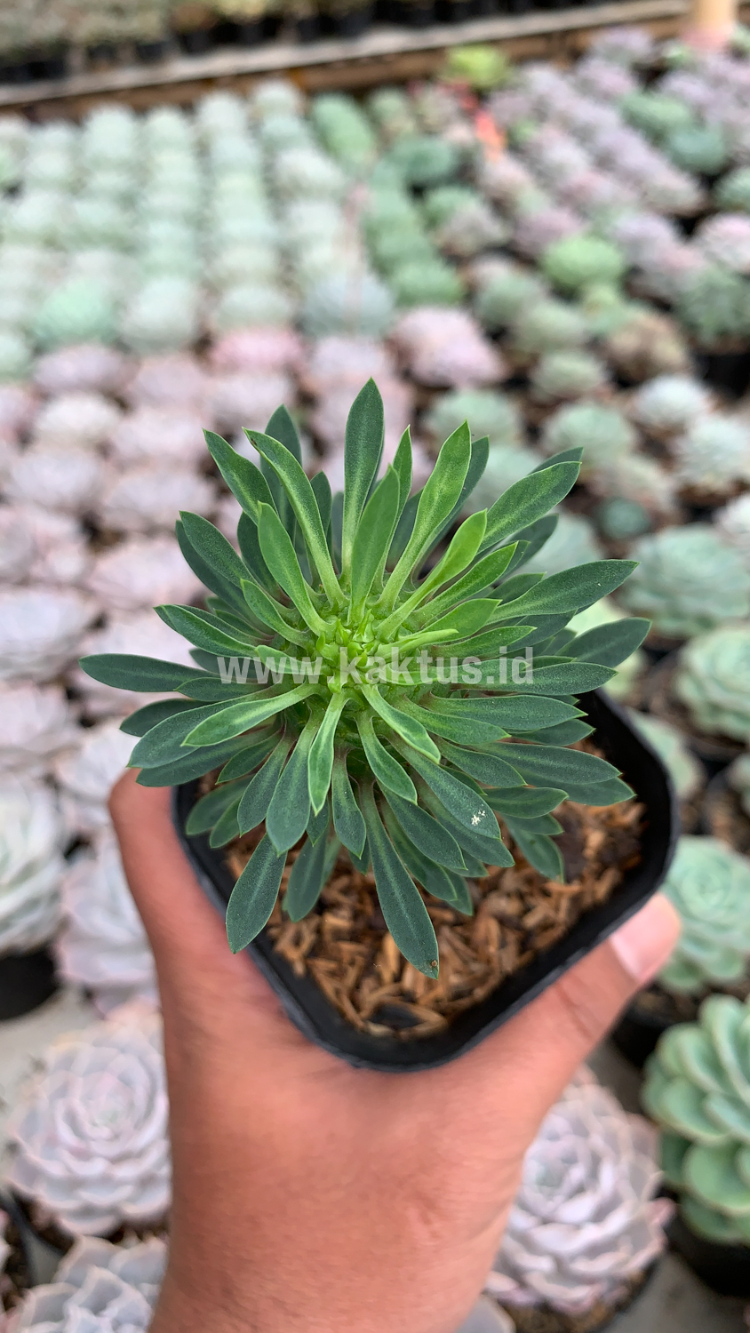 335. Euphorbia Kirin - Image 4