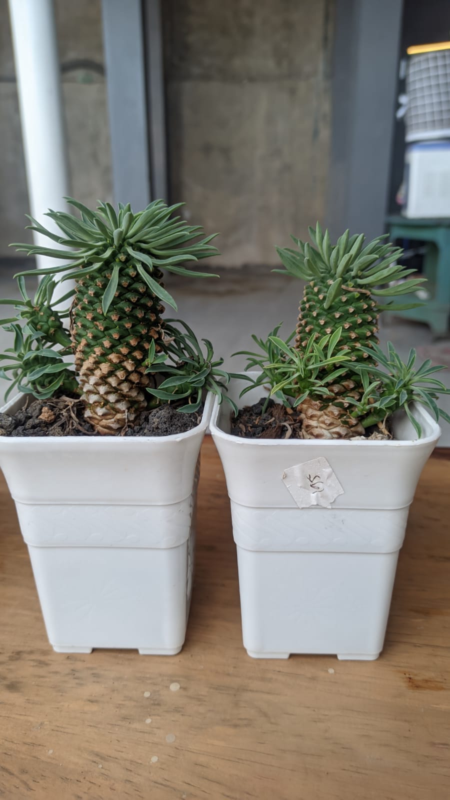 335. Euphorbia Kirin - Image 10