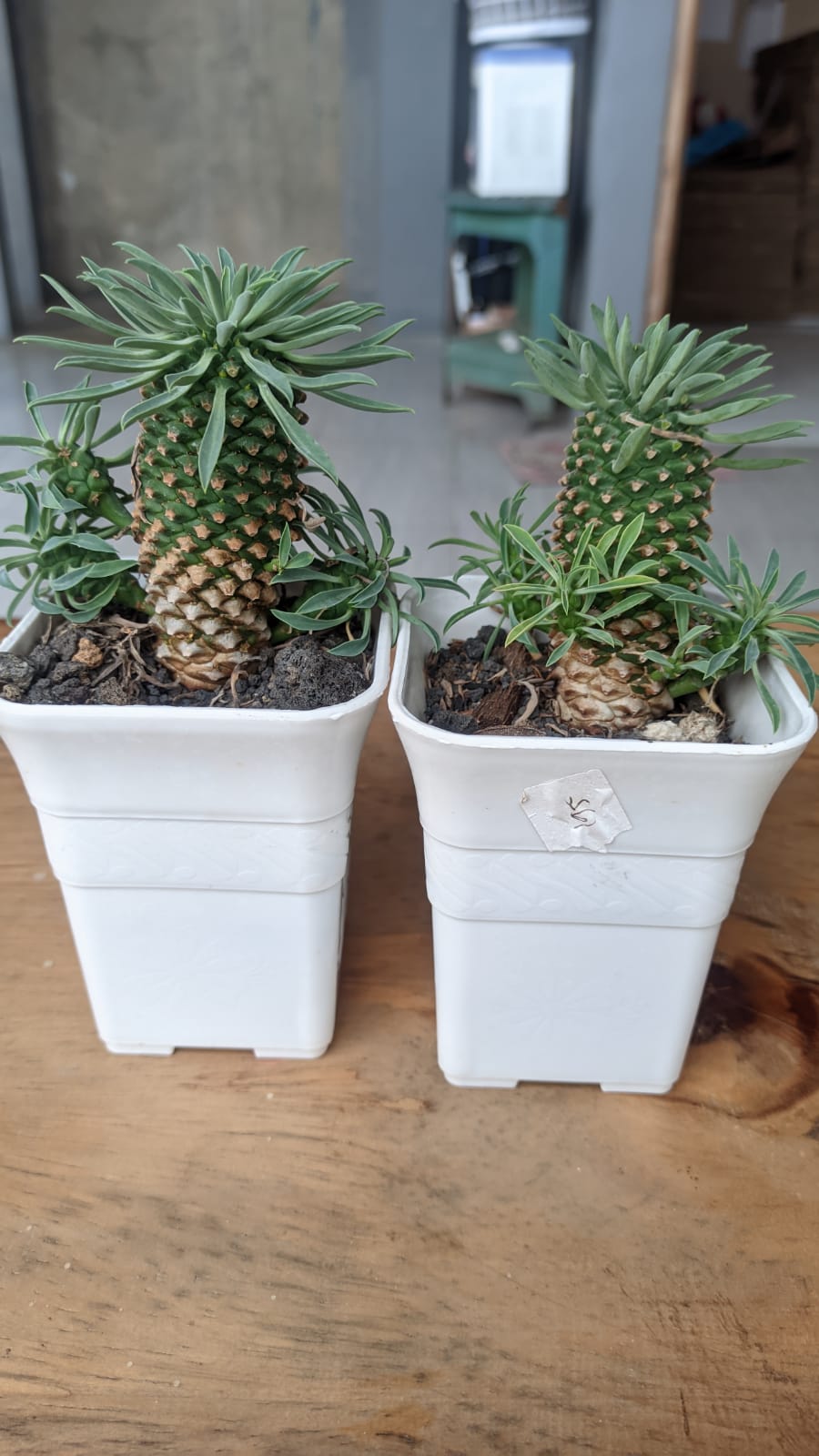 335. Euphorbia Kirin - Image 5
