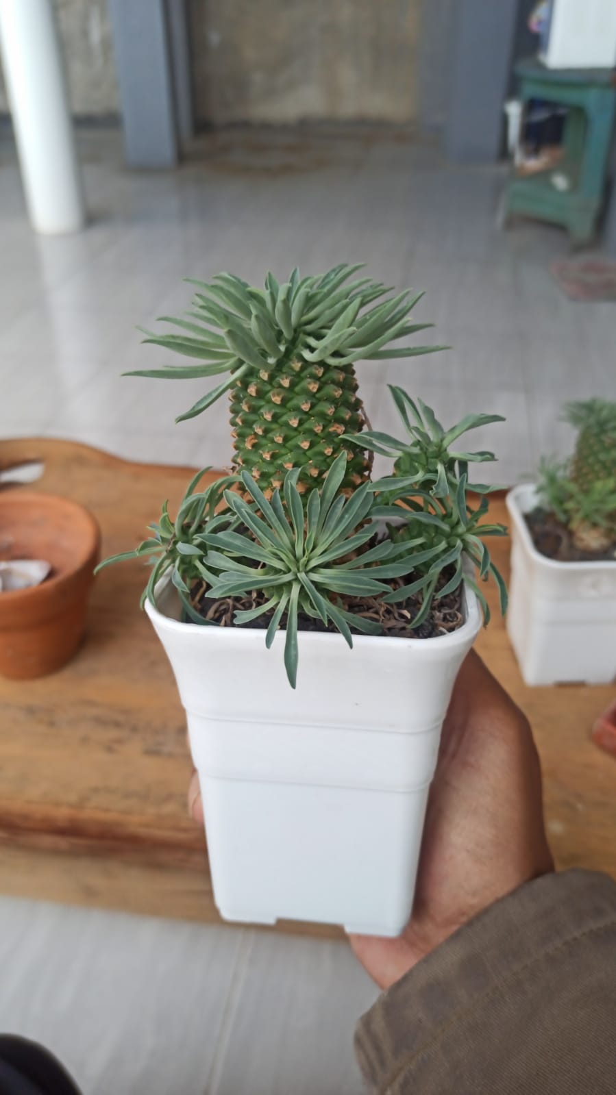 335. Euphorbia Kirin - Image 11