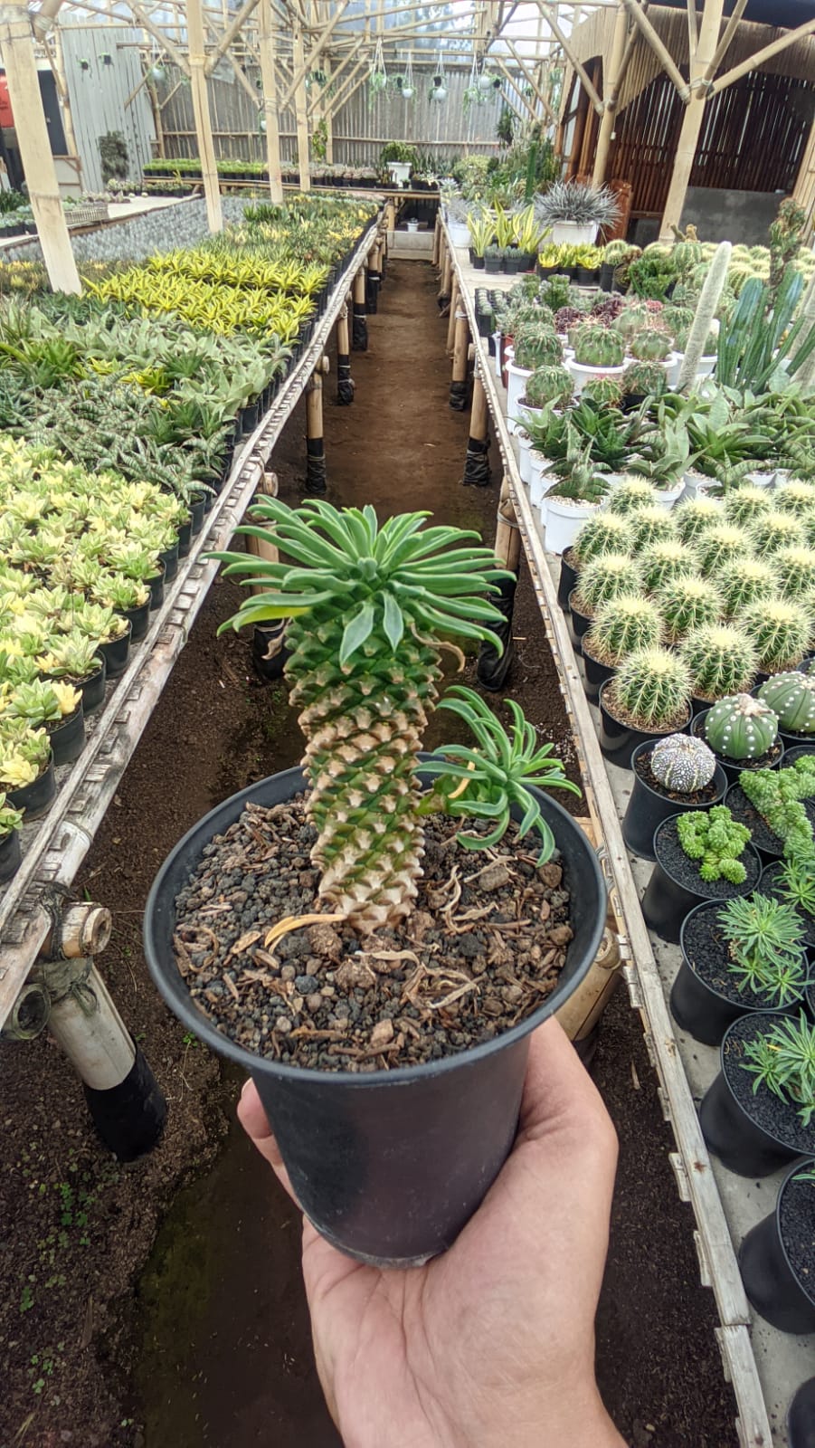 335. Euphorbia Kirin - Image 2