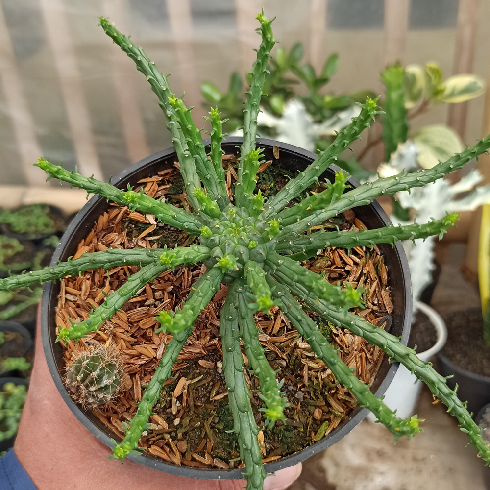 336. Euphorbia Caput-medusae - Image 6