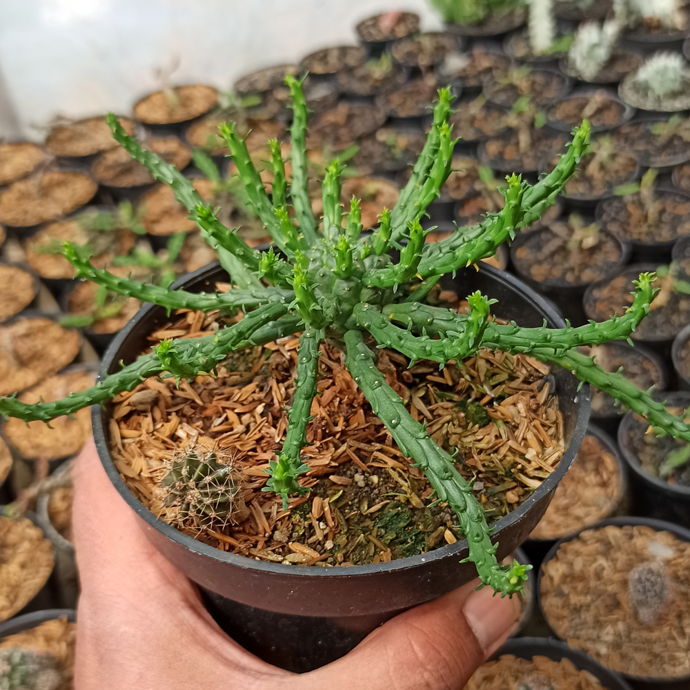 336. Euphorbia Caput-medusae - Image 2