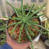 336. Euphorbia Caput-medusae