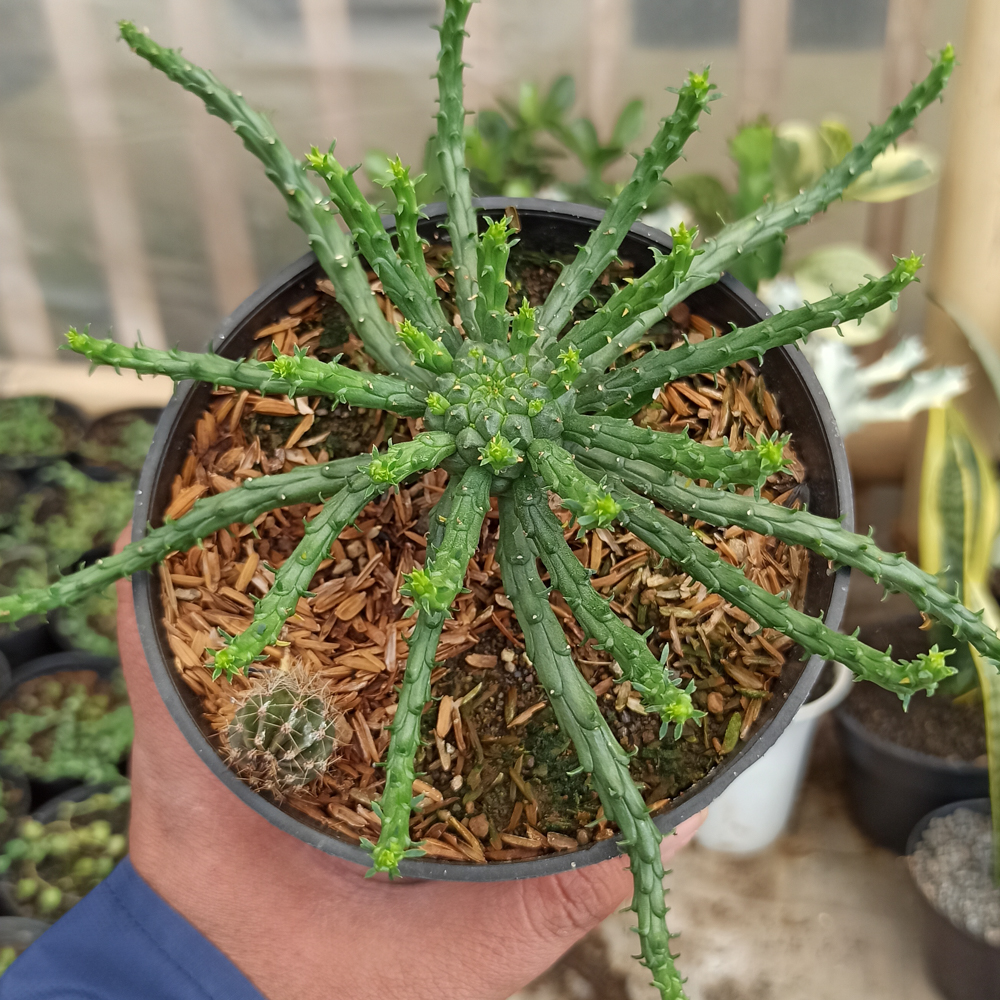 336. Euphorbia Caput-medusae