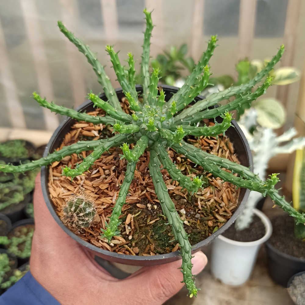 336. Euphorbia Caput-medusae - Image 3