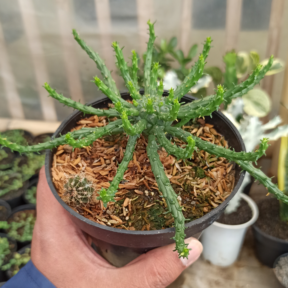 336. Euphorbia Caput-medusae - Image 5