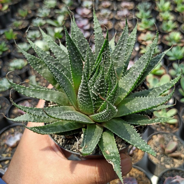 337. Aristaloe Aristata 'lace Aloe'
