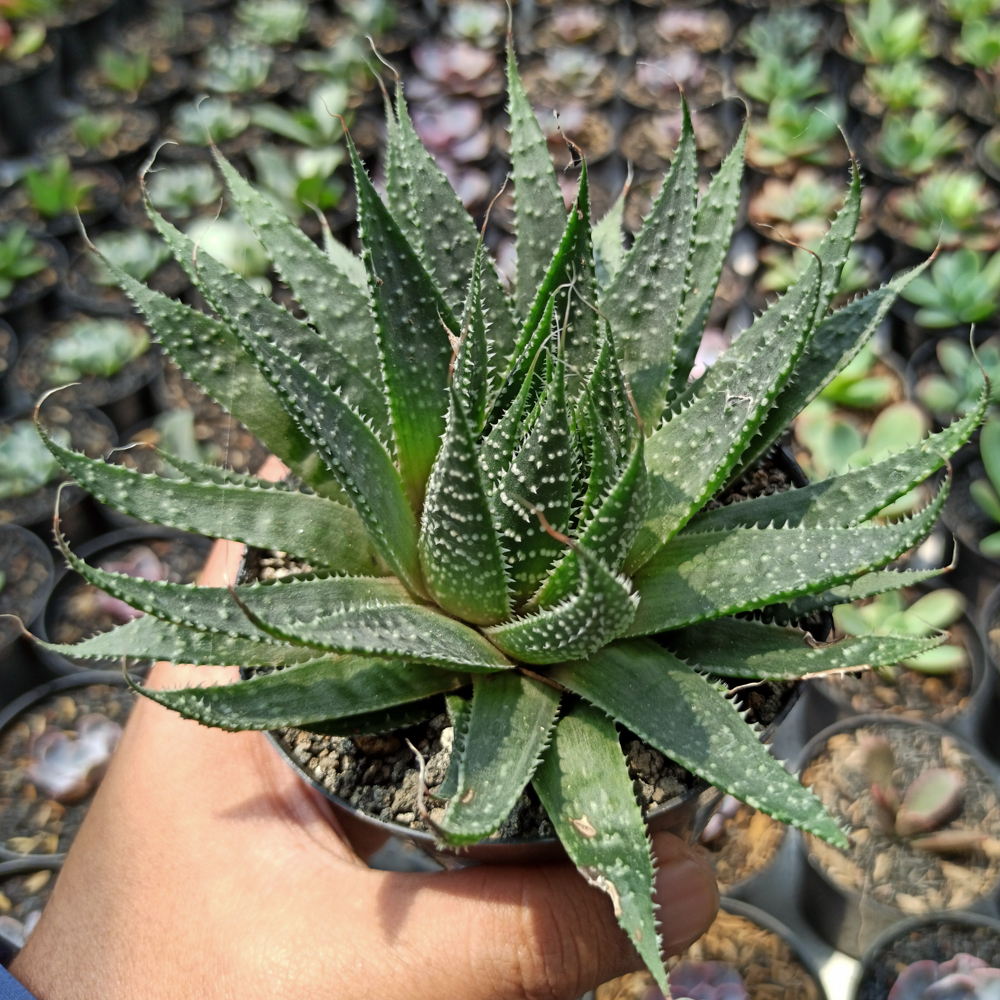 337. Aristaloe Aristata 'lace Aloe'