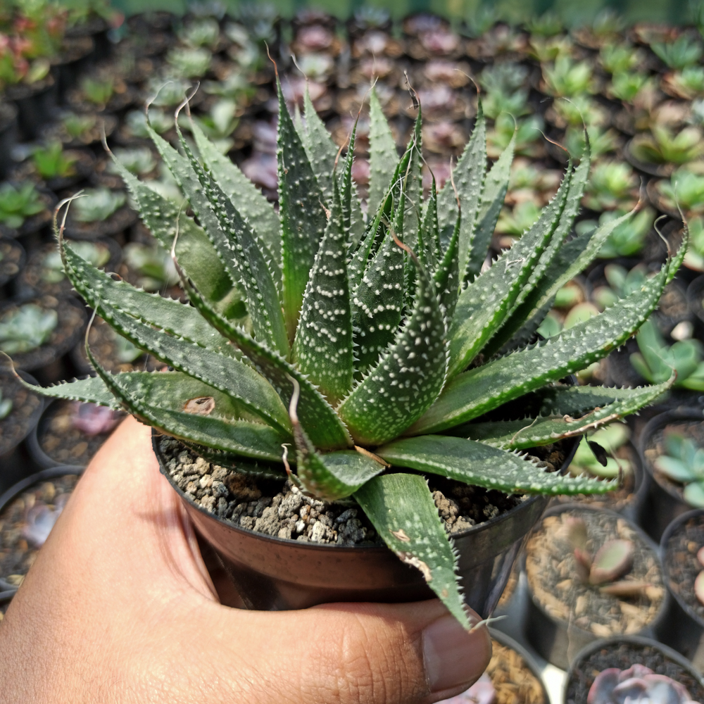 337. Aristaloe Aristata 'lace Aloe' - Image 5