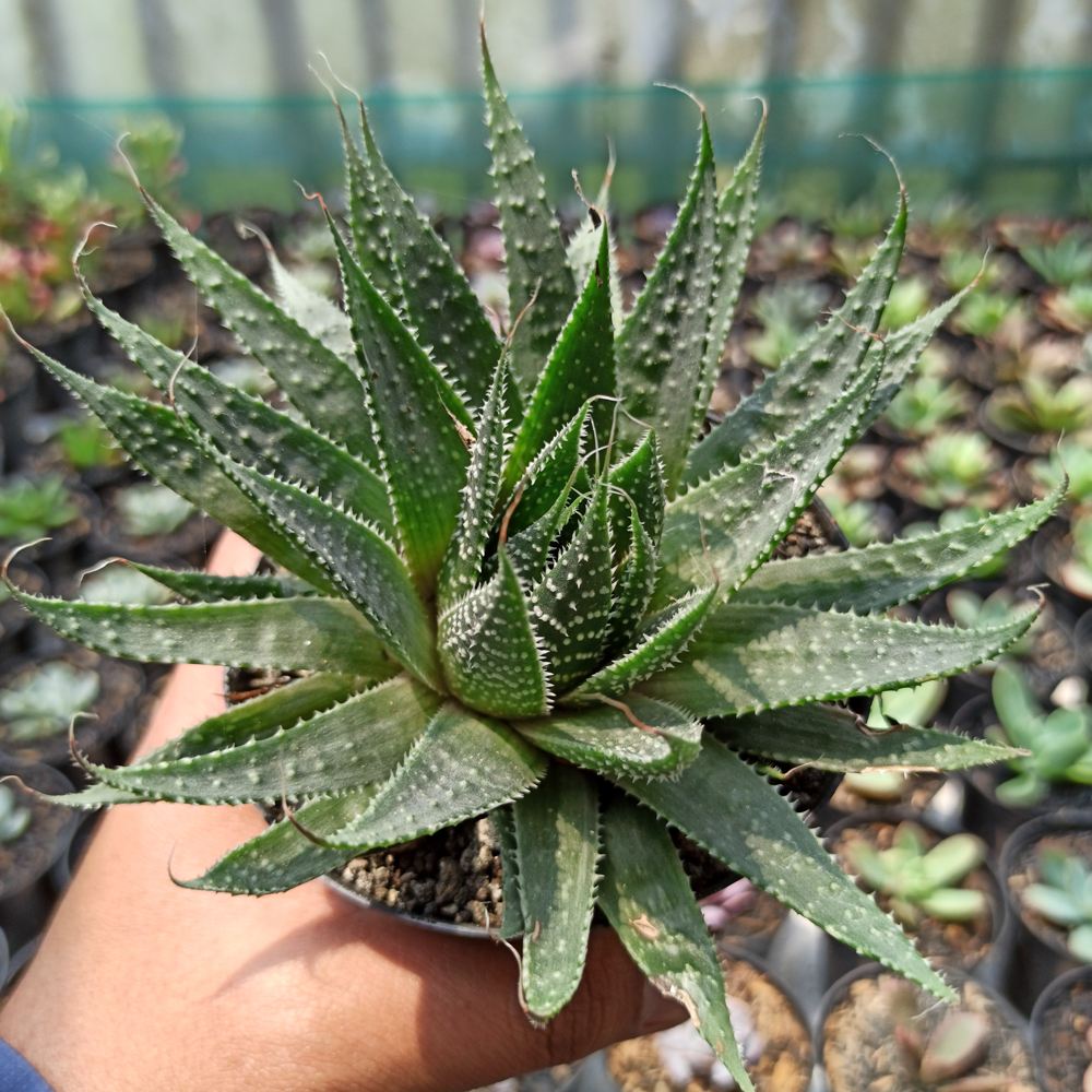 337. Aristaloe Aristata 'lace Aloe' - Image 6