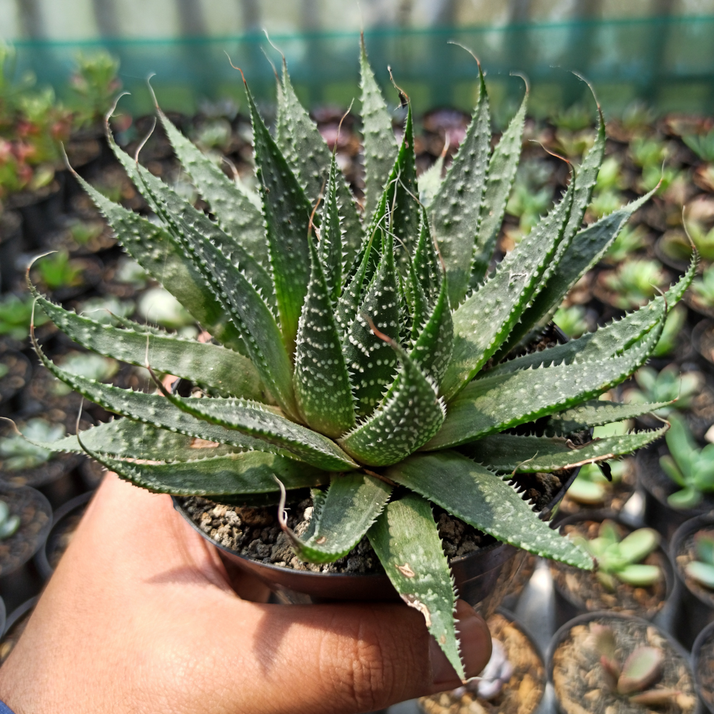 337. Aristaloe Aristata 'lace Aloe' - Image 2