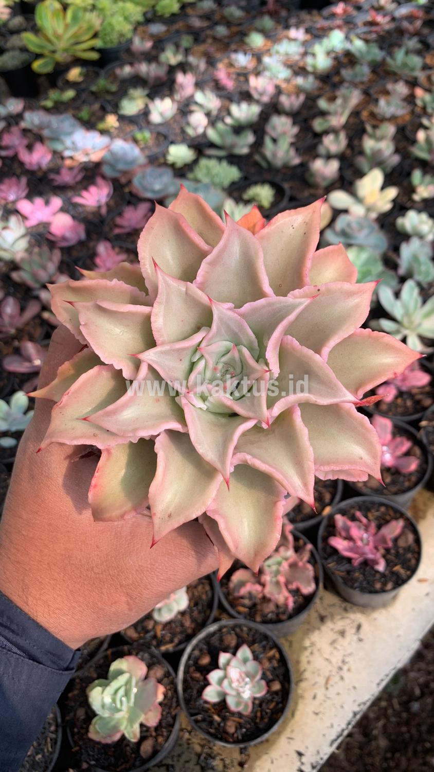 339. Echeveria Madiba - Image 3