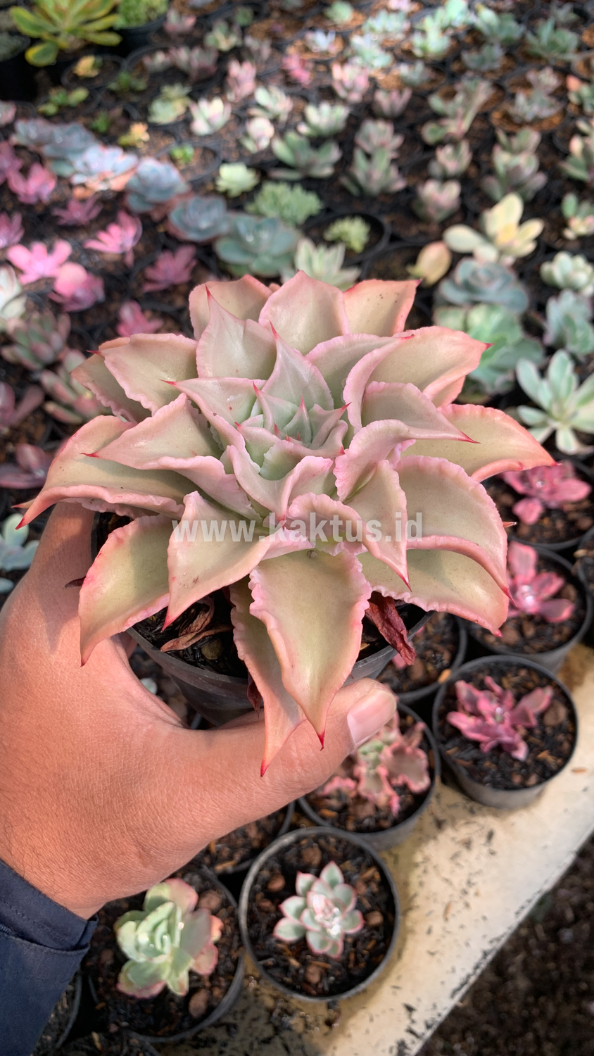 339. Echeveria Madiba - Image 5