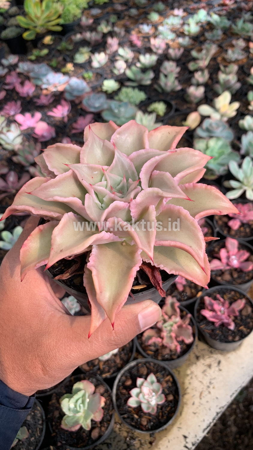 339. Echeveria Madiba - Image 6