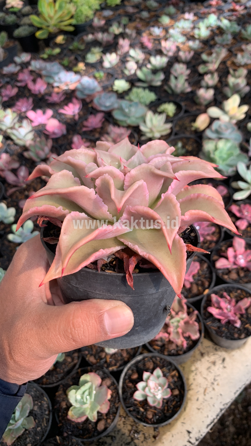 339. Echeveria Madiba - Image 7