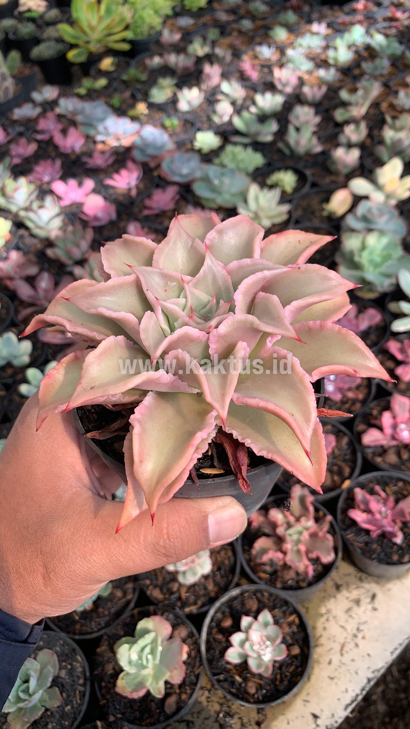 339. Echeveria Madiba - Image 8