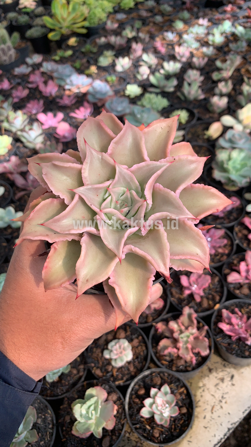 339. Echeveria Madiba - Image 9