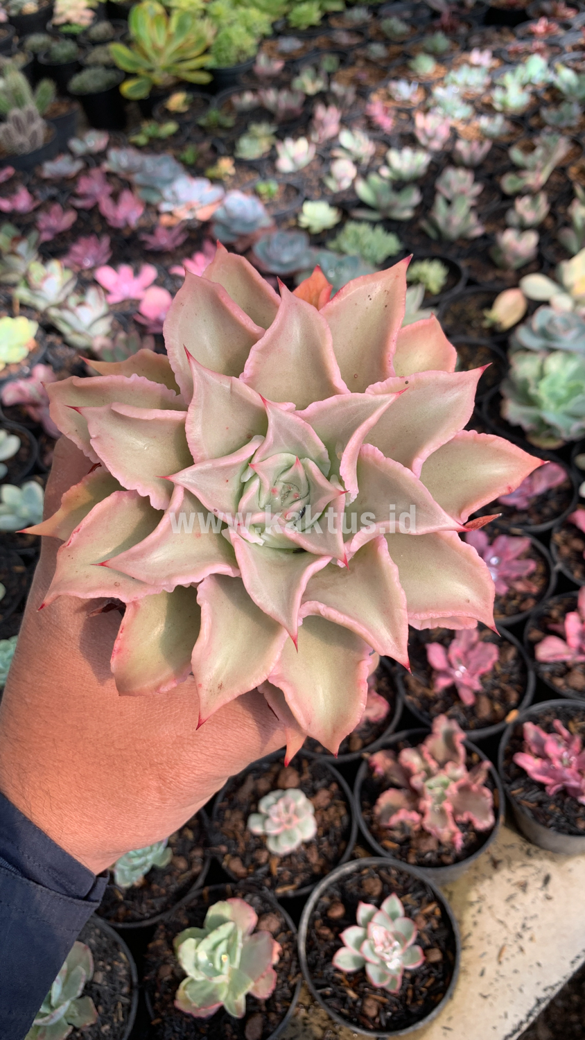 339. Echeveria Madiba - Image 2
