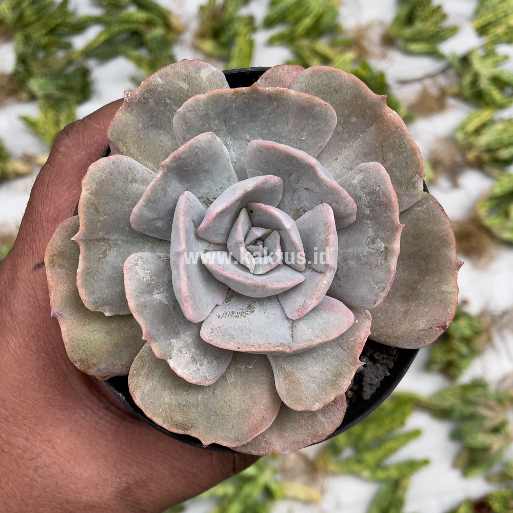 342. Echeveria Lilacina Giant Hybrid - Image 5