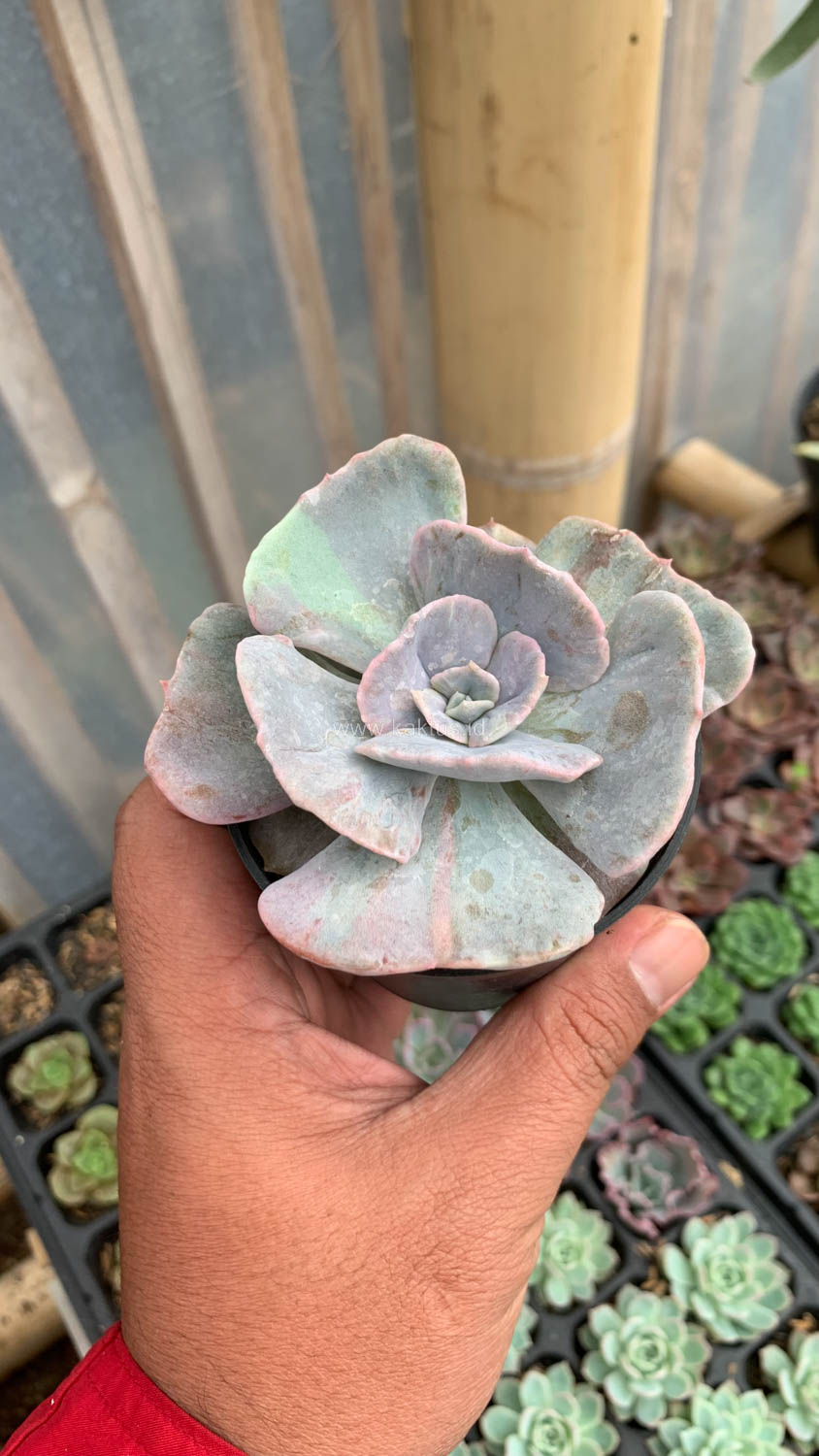 342. Echeveria Lilacina Giant Hybrid - Image 10