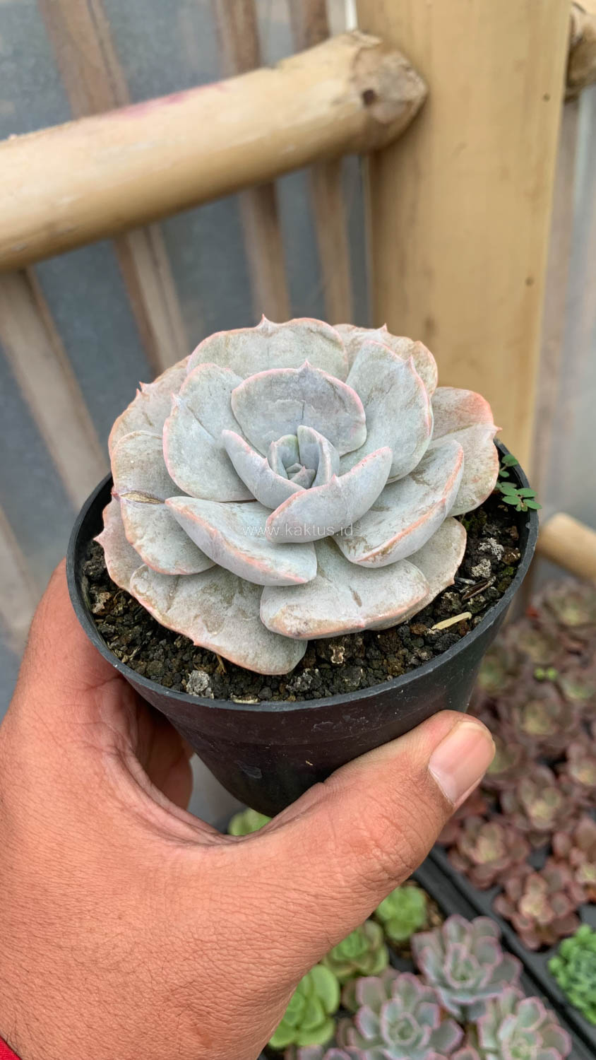 342. Echeveria Lilacina Giant Hybrid - Image 18