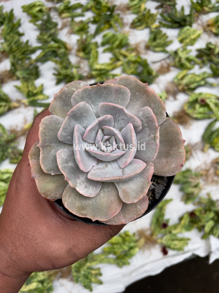 342. Echeveria Lilacina Giant Hybrid - Image 9