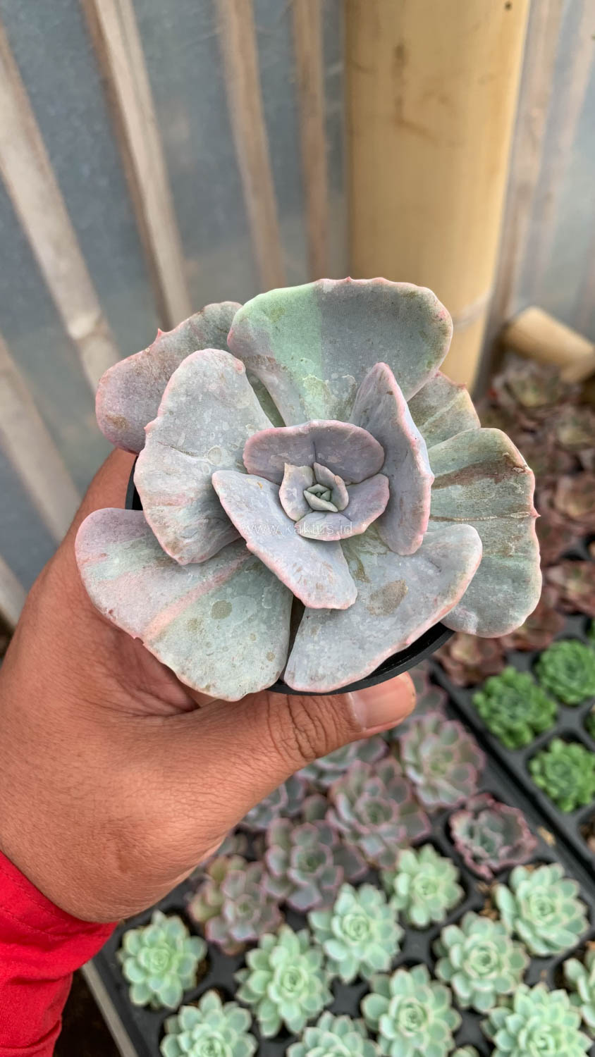 342. Echeveria Lilacina Giant Hybrid - Image 8