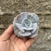342. Echeveria Lilacina Giant Hybrid