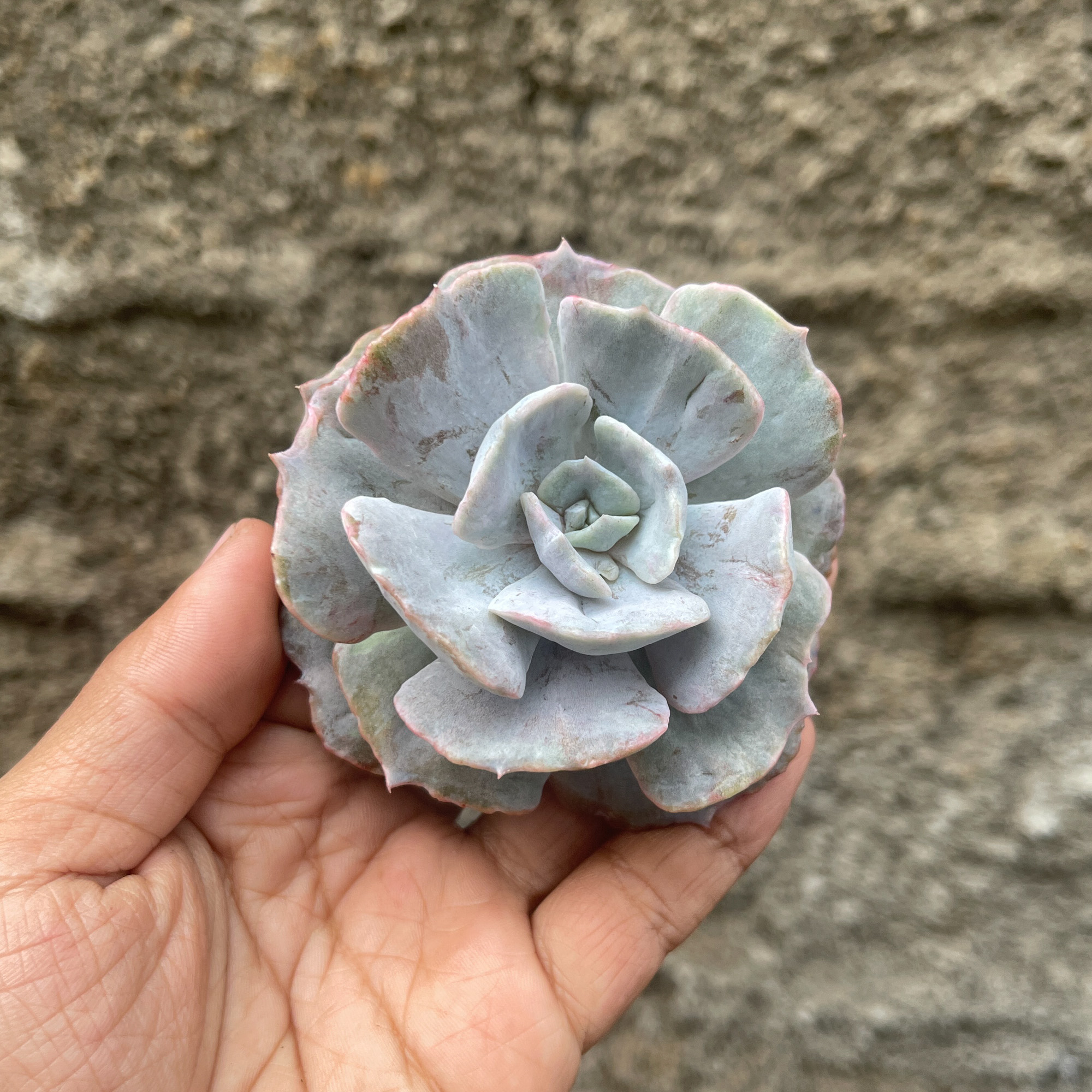342. Echeveria Lilacina Giant Hybrid