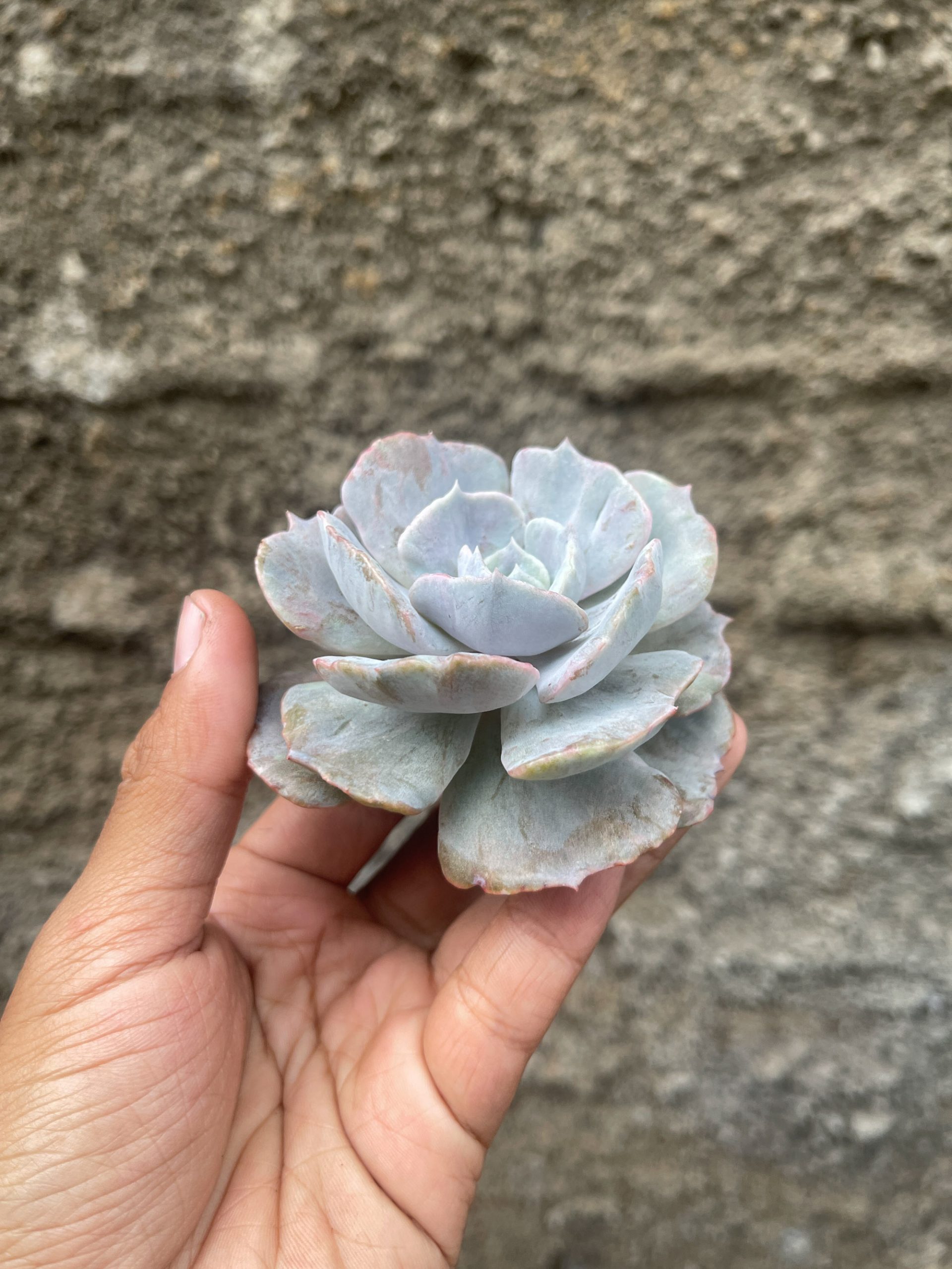 342. Echeveria Lilacina Giant Hybrid - Image 4