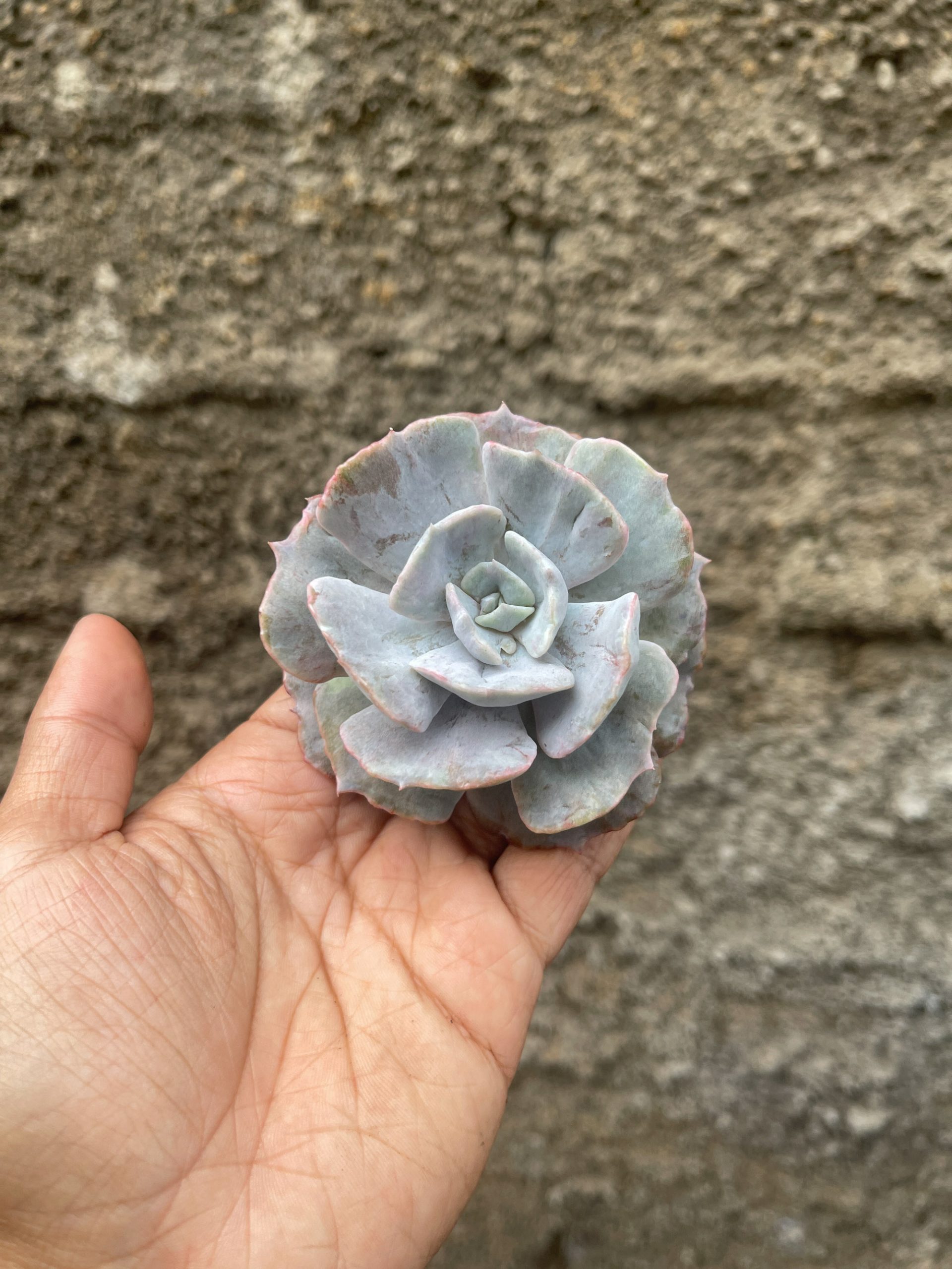 342. Echeveria Lilacina Giant Hybrid - Image 2