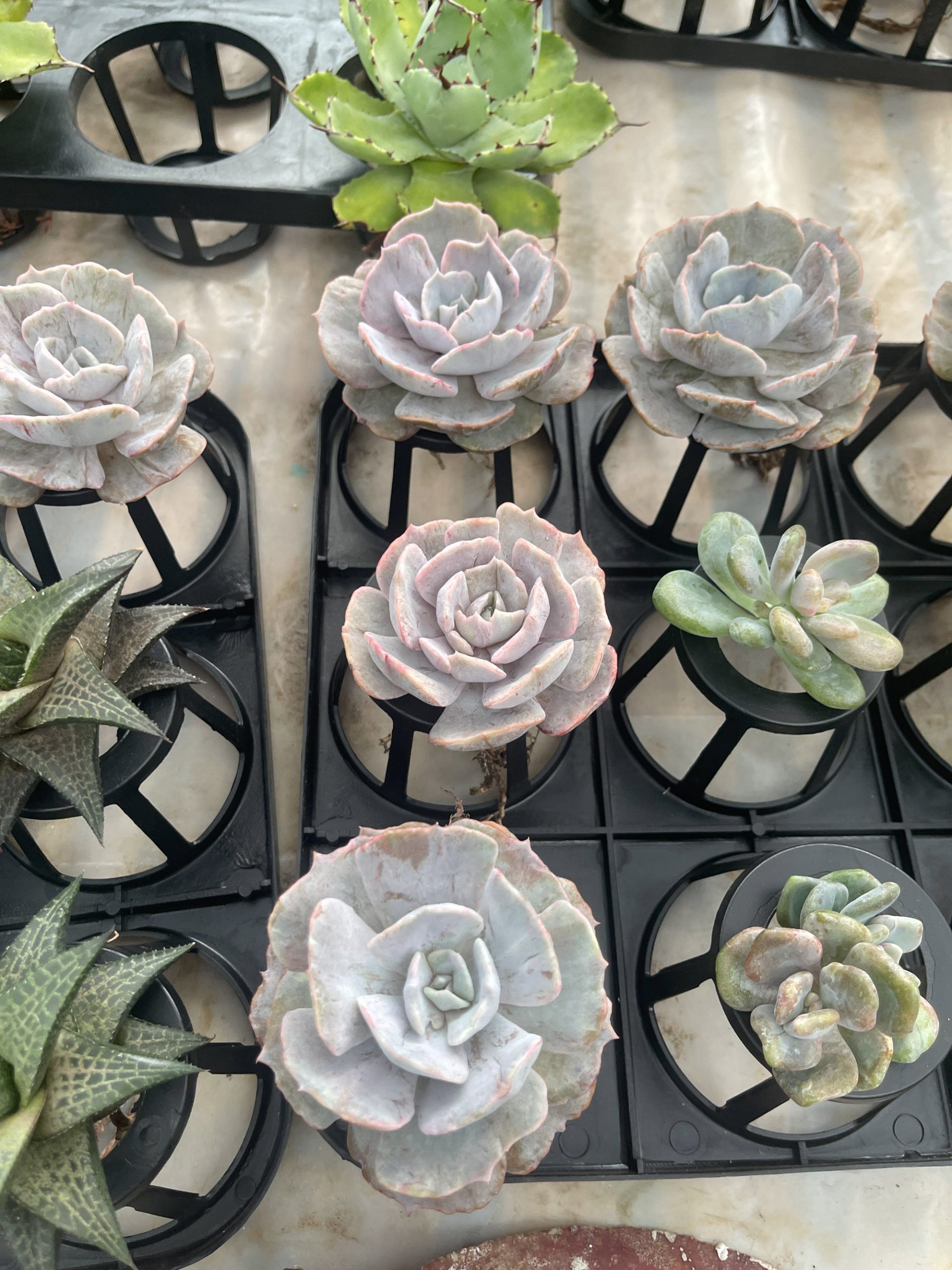 342. Echeveria Lilacina Giant Hybrid - Image 6